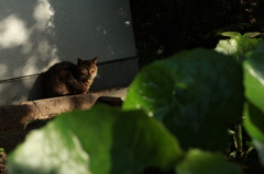 朝猫