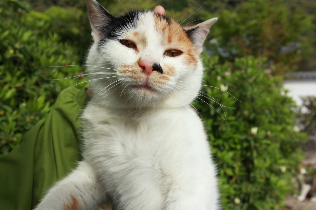 犯人はこの猫です