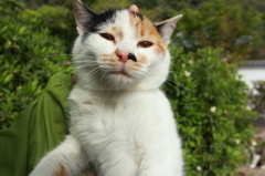 犯人はこの猫です