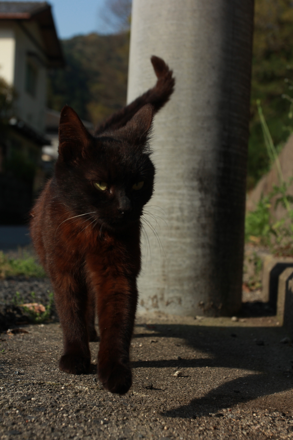 付いていくニャ