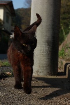 付いていくニャ