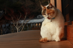 この星に、猫がいる幸せ
