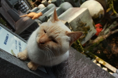 わが物顔