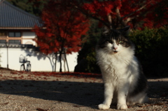クイン