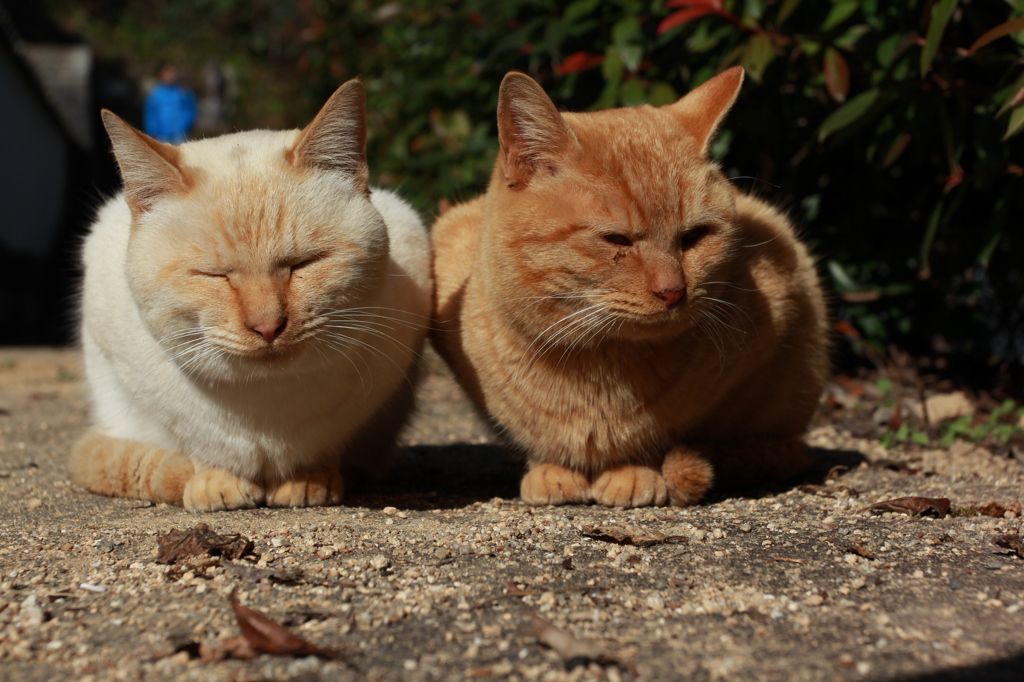仲がよろしいようで