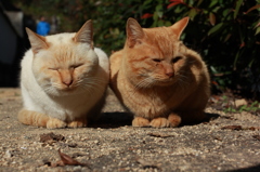 仲がよろしいようで