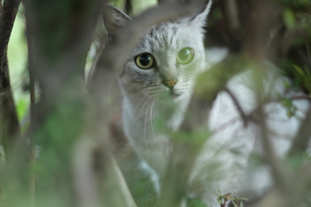 なんですかニャ？