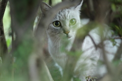 なんですかニャ？