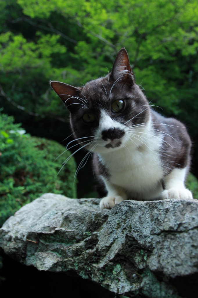 何してるのかニャ？