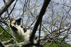 木登り猫