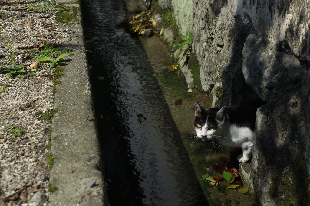 穴入り猫