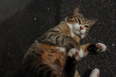 ご近所ネコ