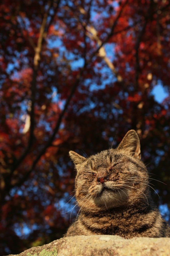 紅葉猫