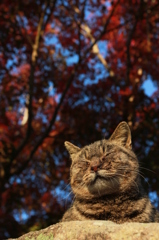 紅葉猫