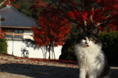 クイン