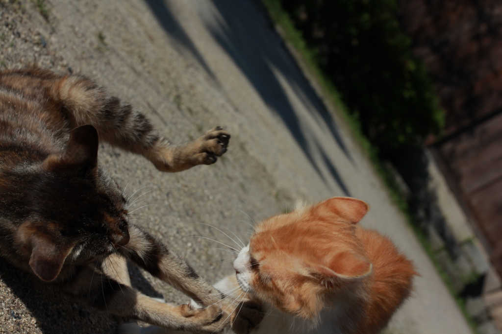 喧嘩猫２