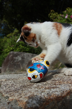 猫遊び