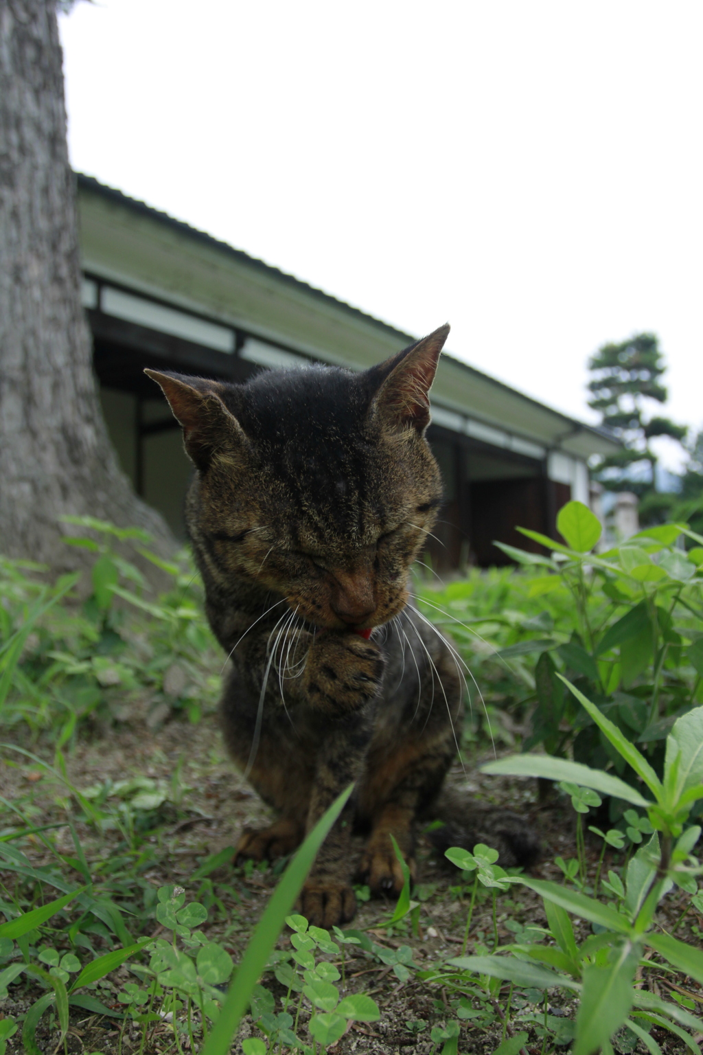 木の下で雨宿り