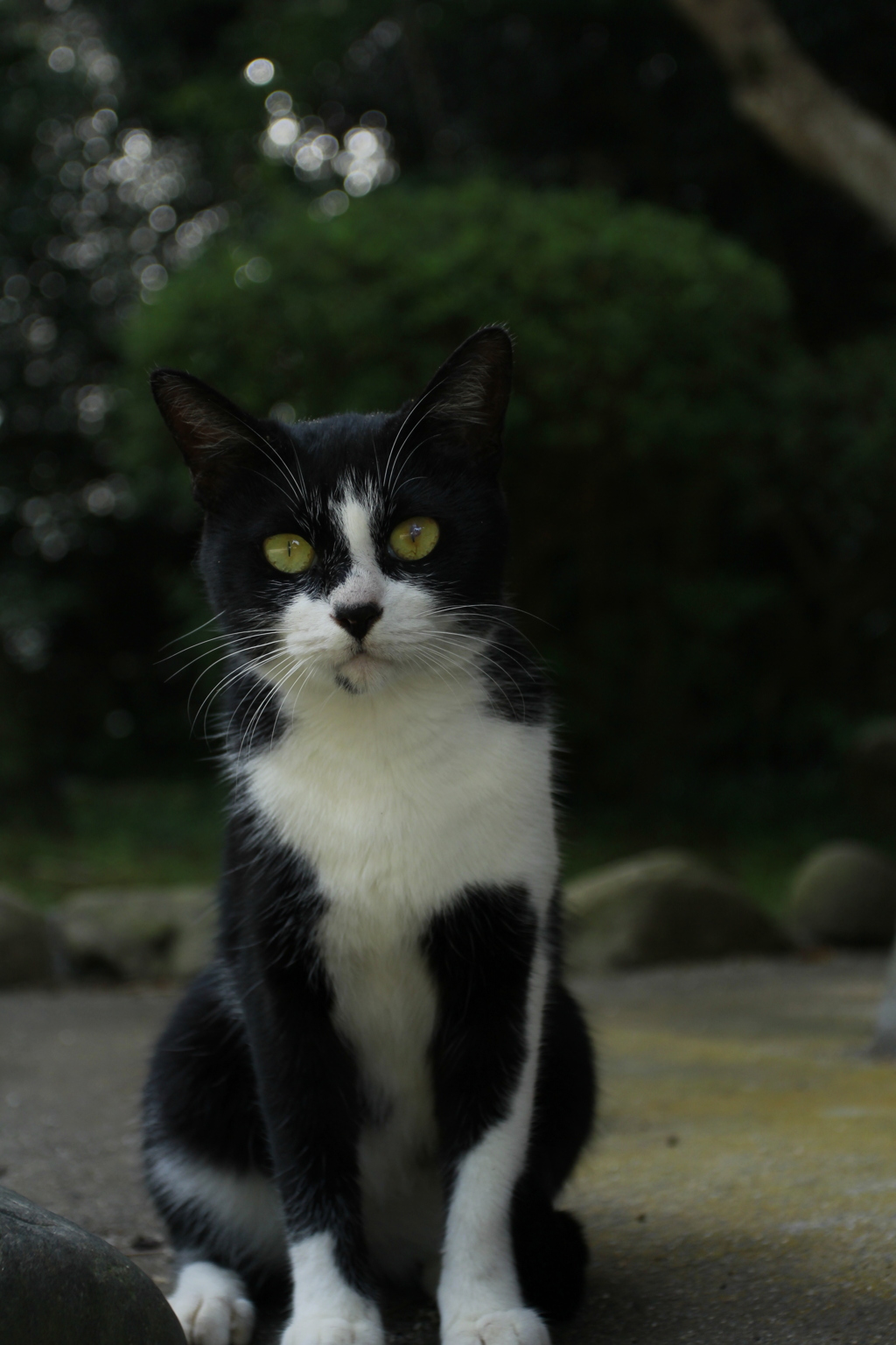 初めて猫さん