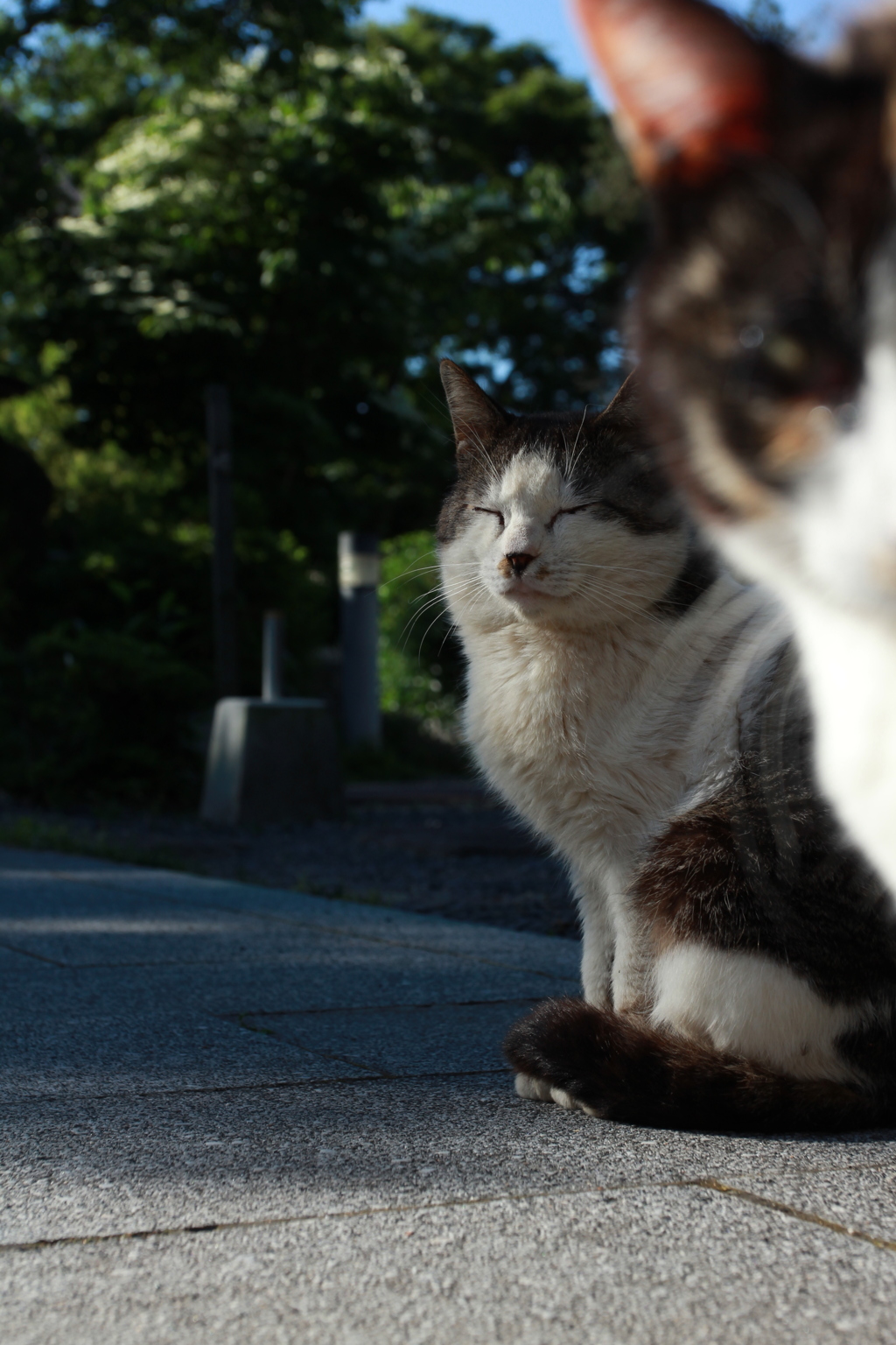 猫被り