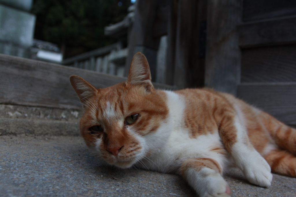 可愛いヤツだなー