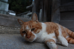 可愛いヤツだなー