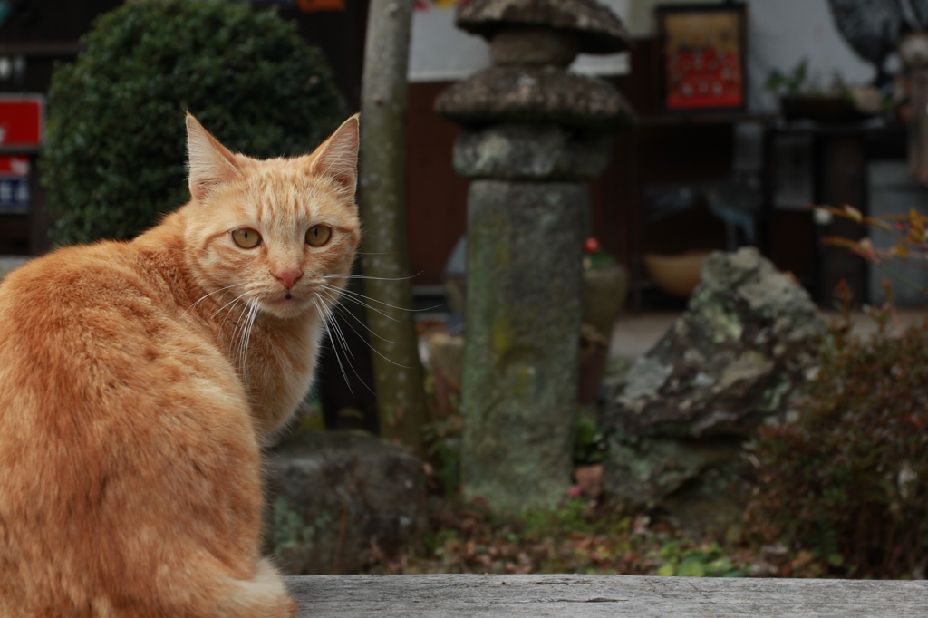 曇りのち猫
