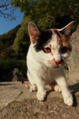 好きな猫は・・・