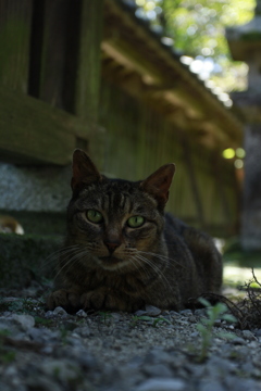 神社で涼み