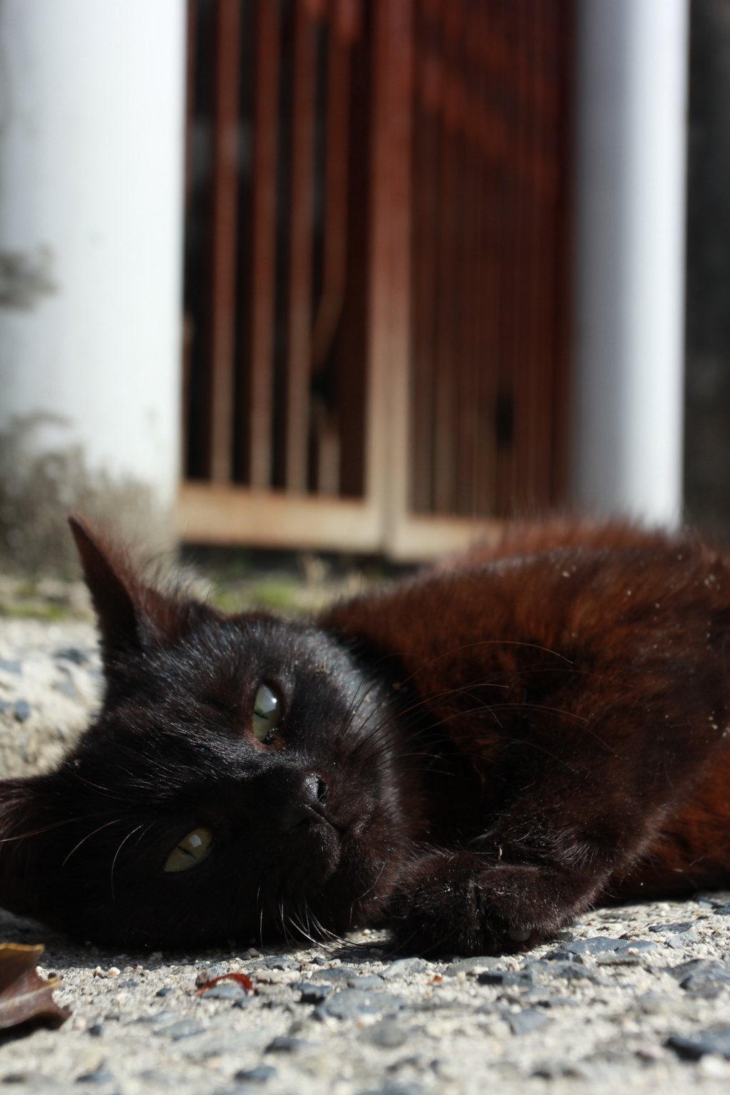 クロ猫