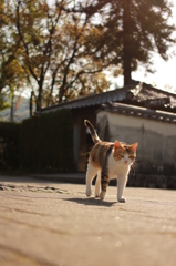 ミケ　９