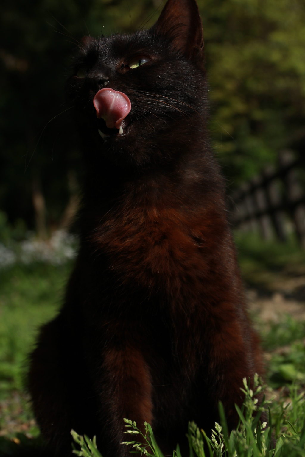 黒い悪魔