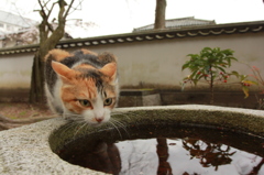 ミケ　１