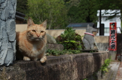 店先猫