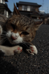 ご近所ネコ