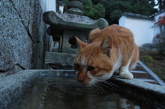 水飲