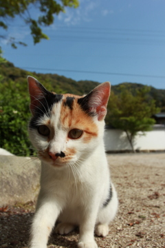 三毛さん