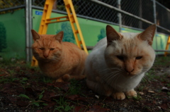 顔なじみ猫×２