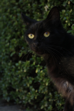 黒ネコさん