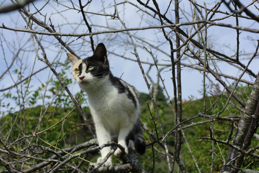 木登り猫