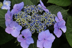 紫陽花1