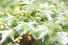 モミジの花