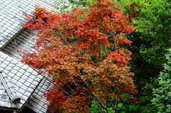 一足お先に
