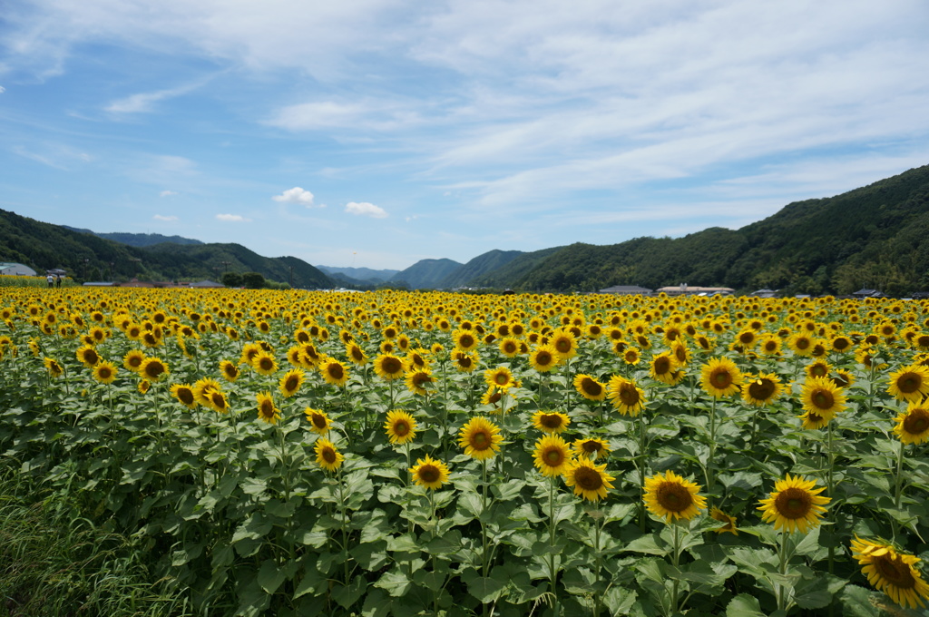 一面に広がるひまわり畑