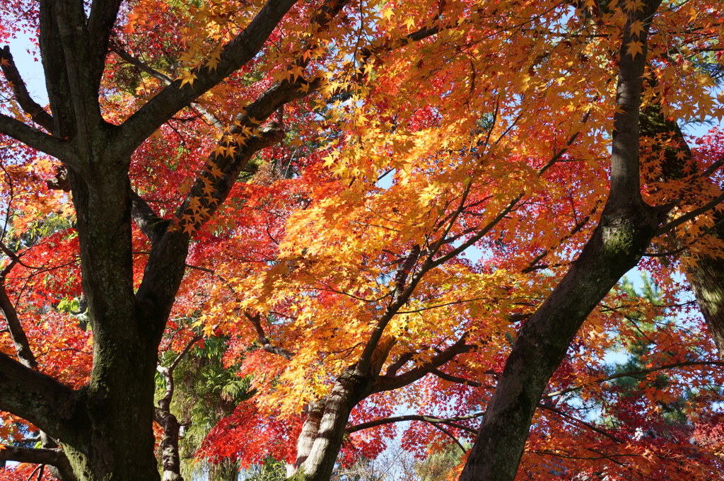 京都大徳寺の紅葉