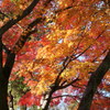 京都大徳寺の紅葉