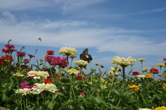 空とお花畑と