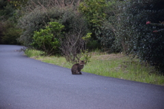 野良猫の距離感