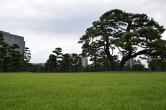 皇居周辺