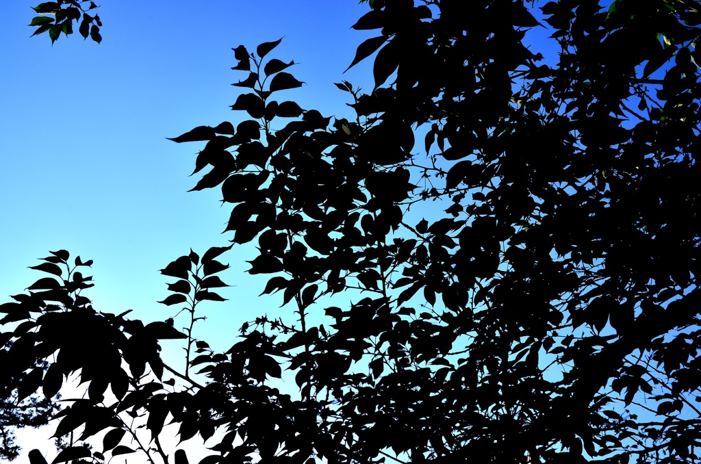 LEAF